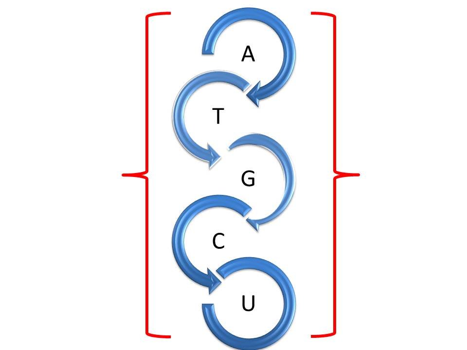 Set of nucleotides