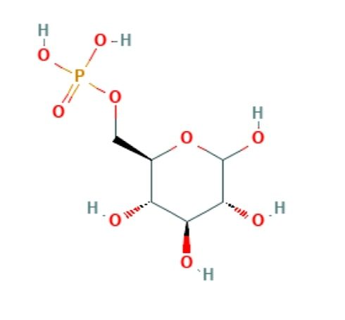 Glucose oxidation – glycolysis