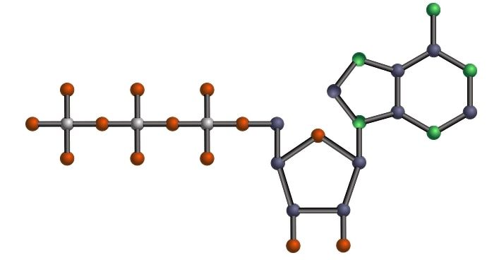 ATP synthesis through chemiosmotic mechanism