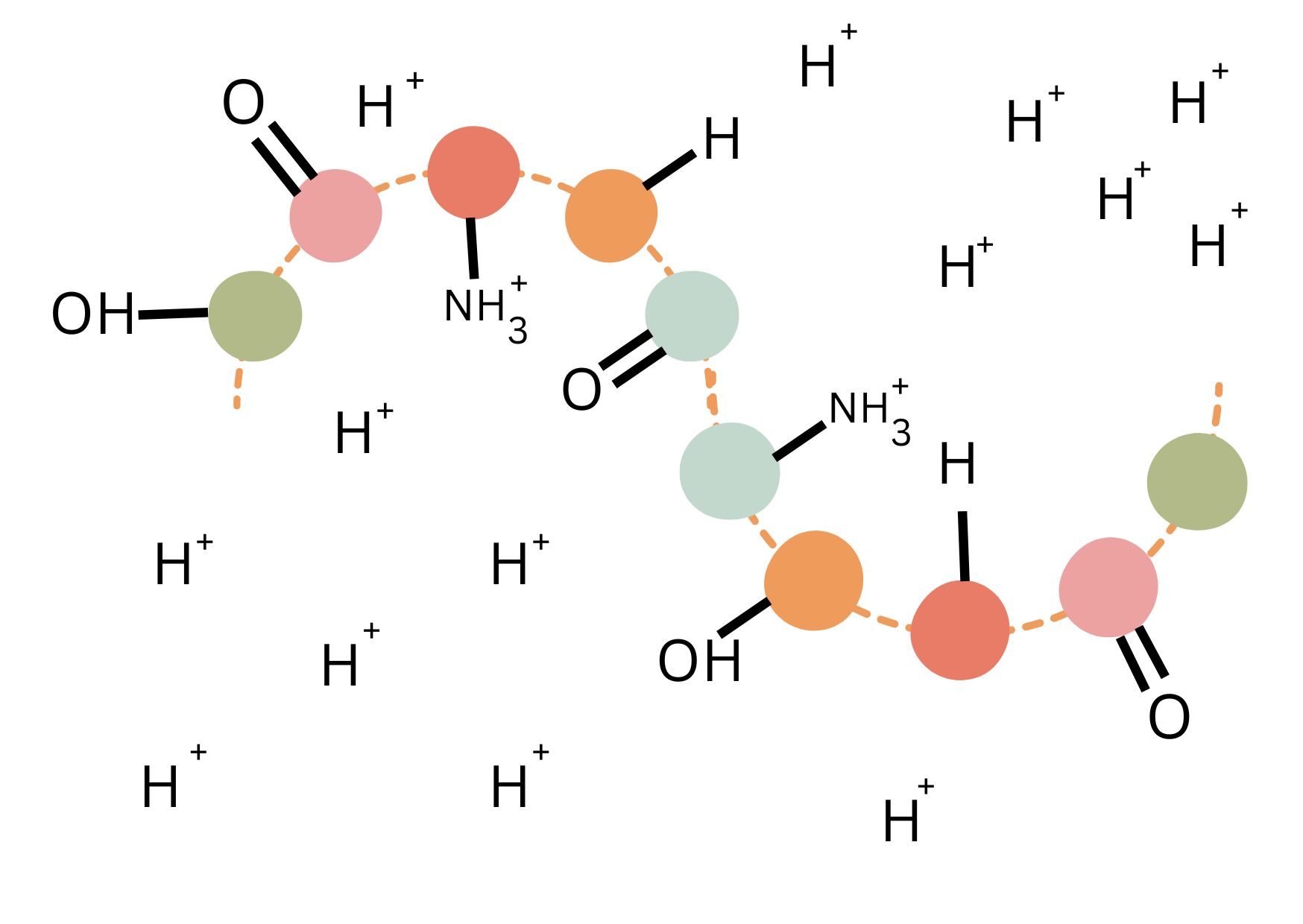 role of water in biology