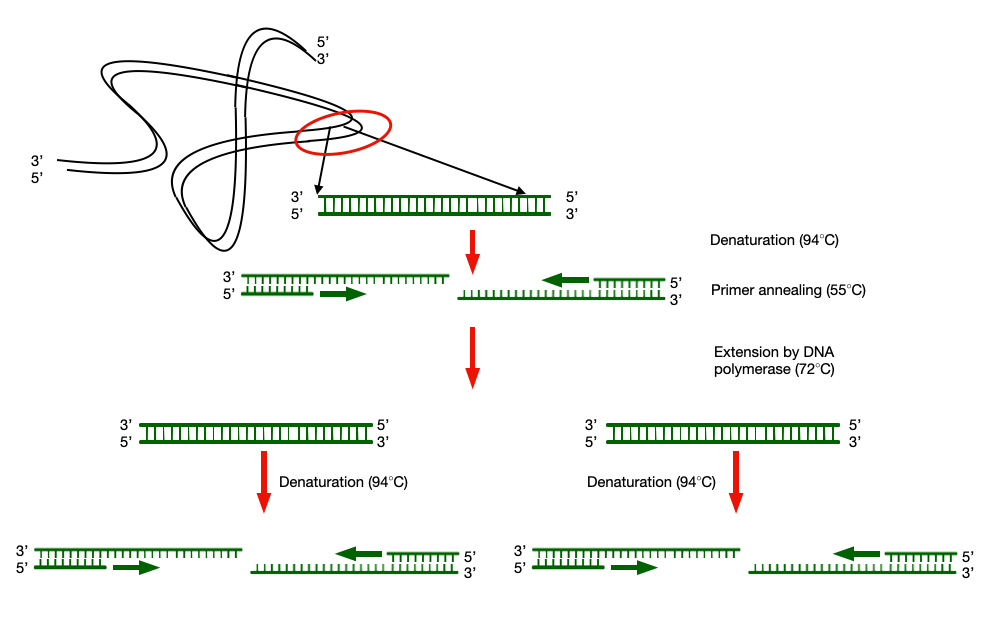 Amplification of specific DNA fragment by using PCR