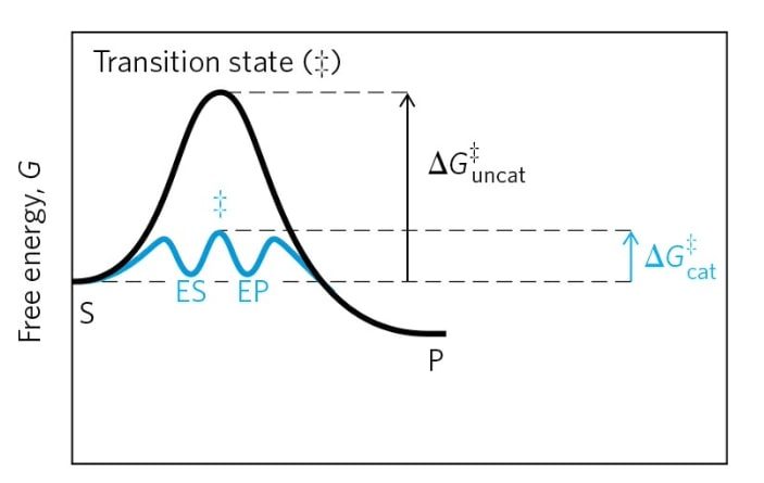 Multiple intermediates between enzyme and substrate is an important aspect of the catalysis