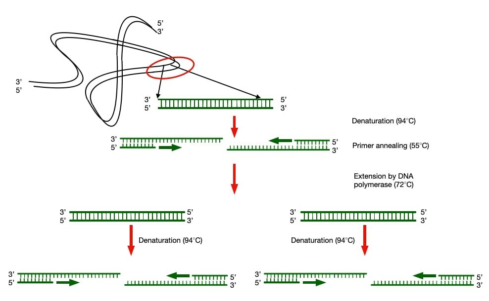 Amplification of specific DNA fragment by using PCR