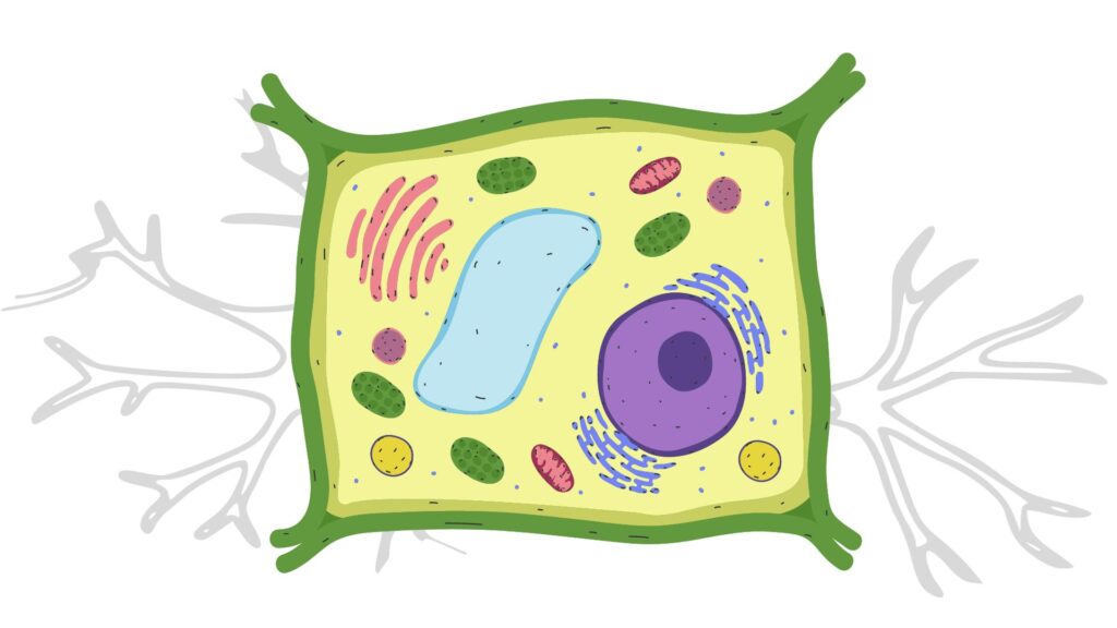 Cell Biology Crossword-1